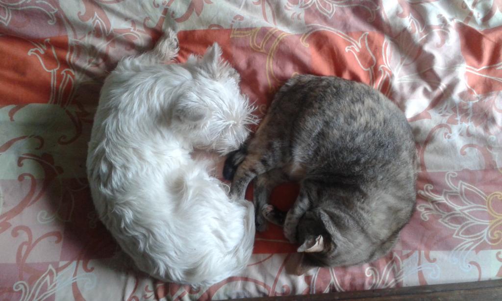comme chien et chat