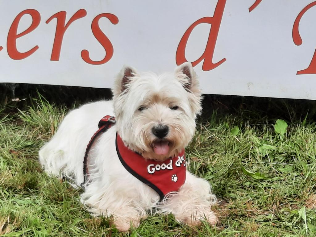 exposition Lockie special Terriers d'Ecosse