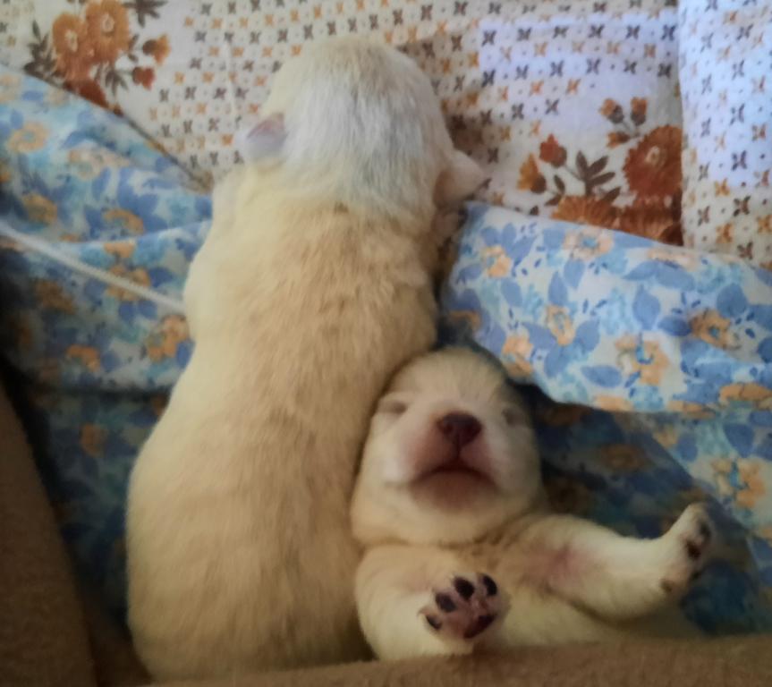 Les petits nouveaux
